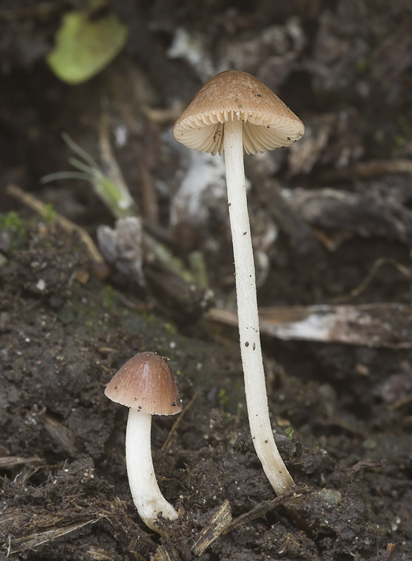 Conocybe pilosella